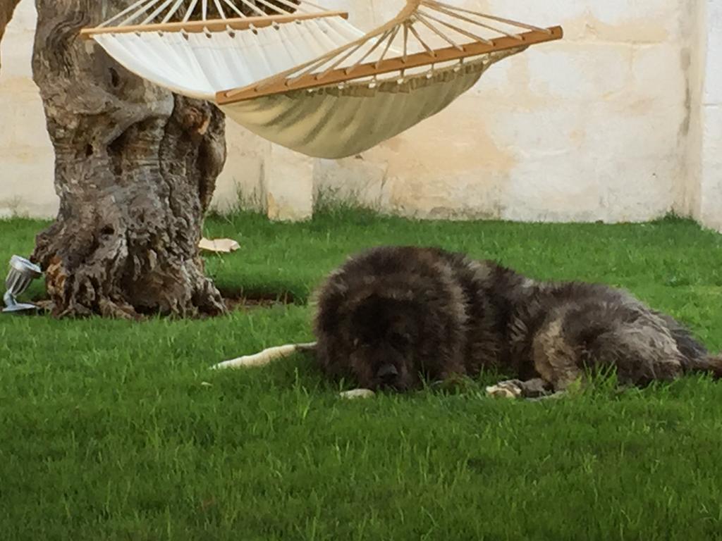 Masseria Torre Del Diamante Torre Canne Kültér fotó